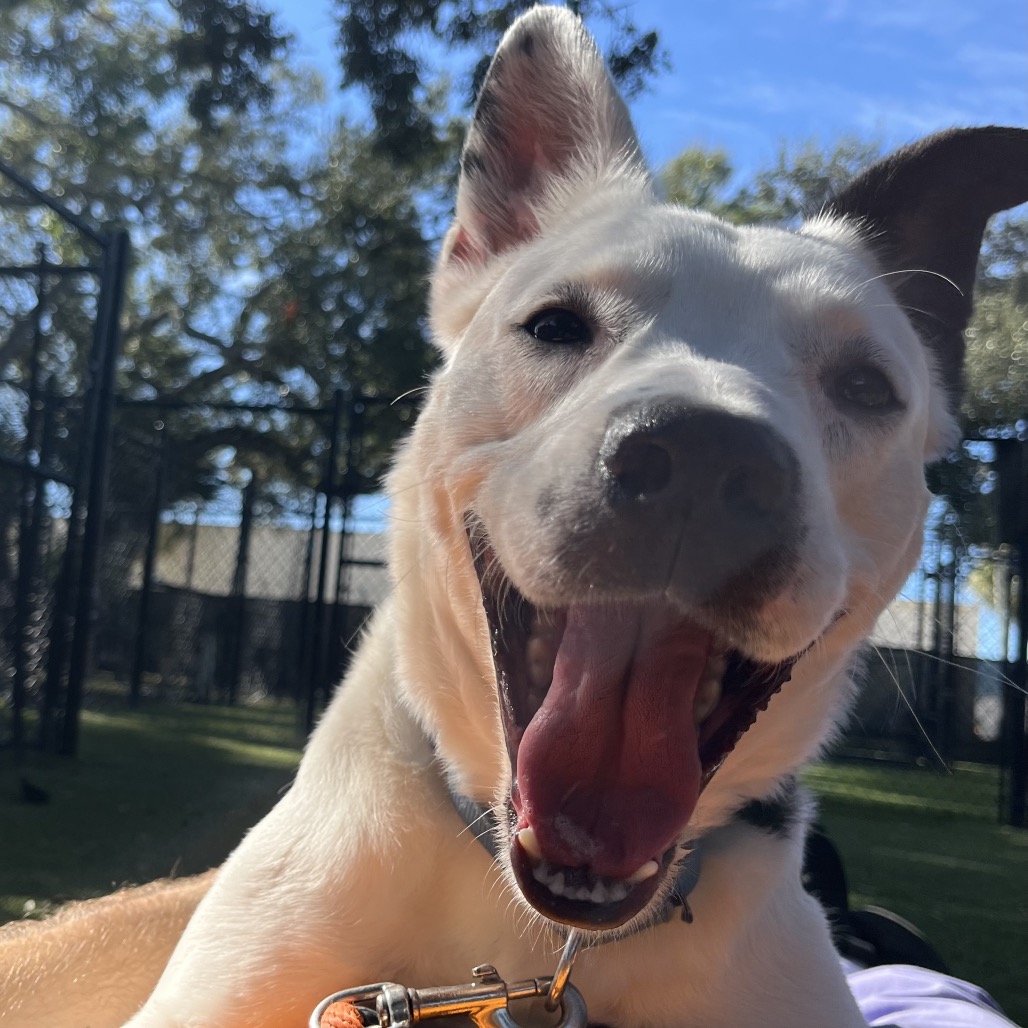 Claire 💎 is available for adoption at Humane Society of Sarasota County