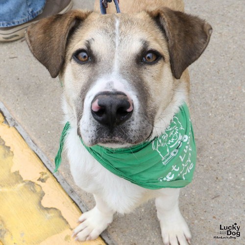 DRAVEN - Shepherd / Mix available for adoption