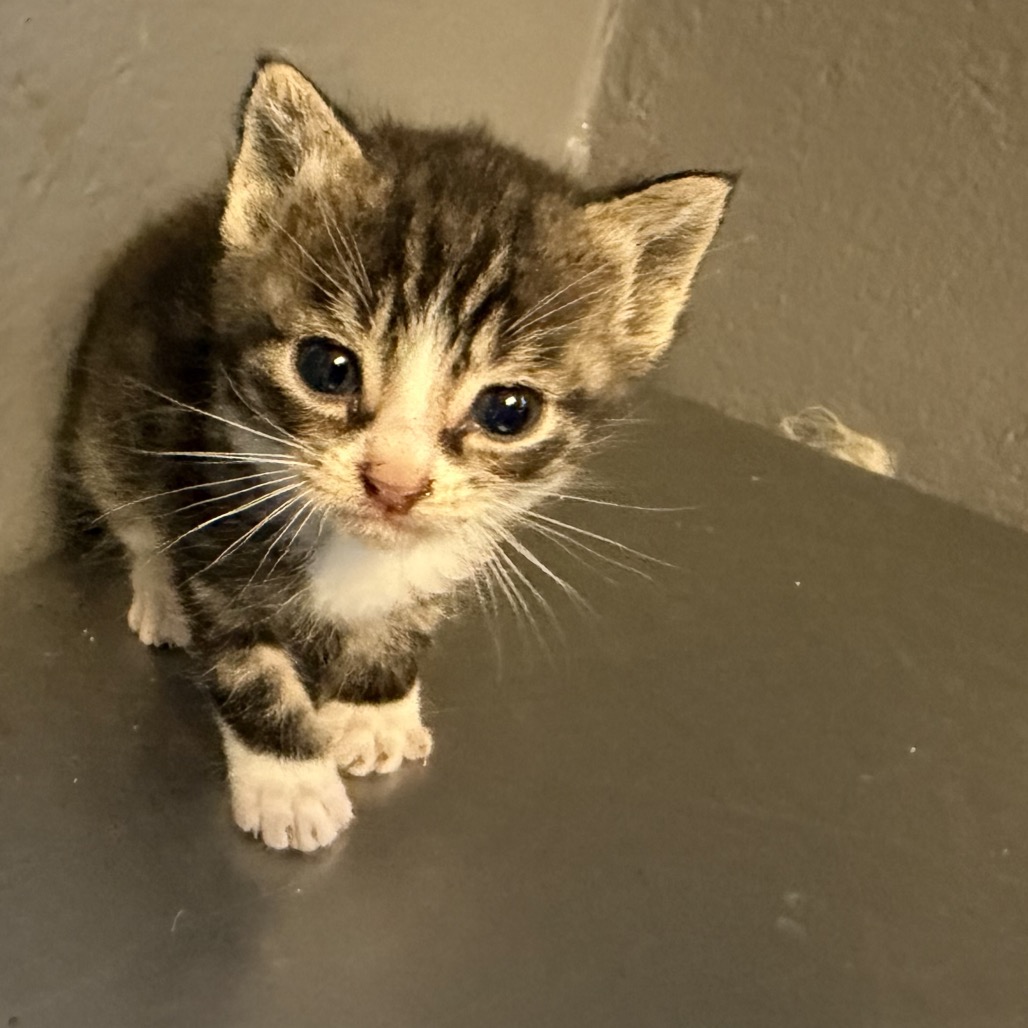 Tusc Stray 84373 2 3
