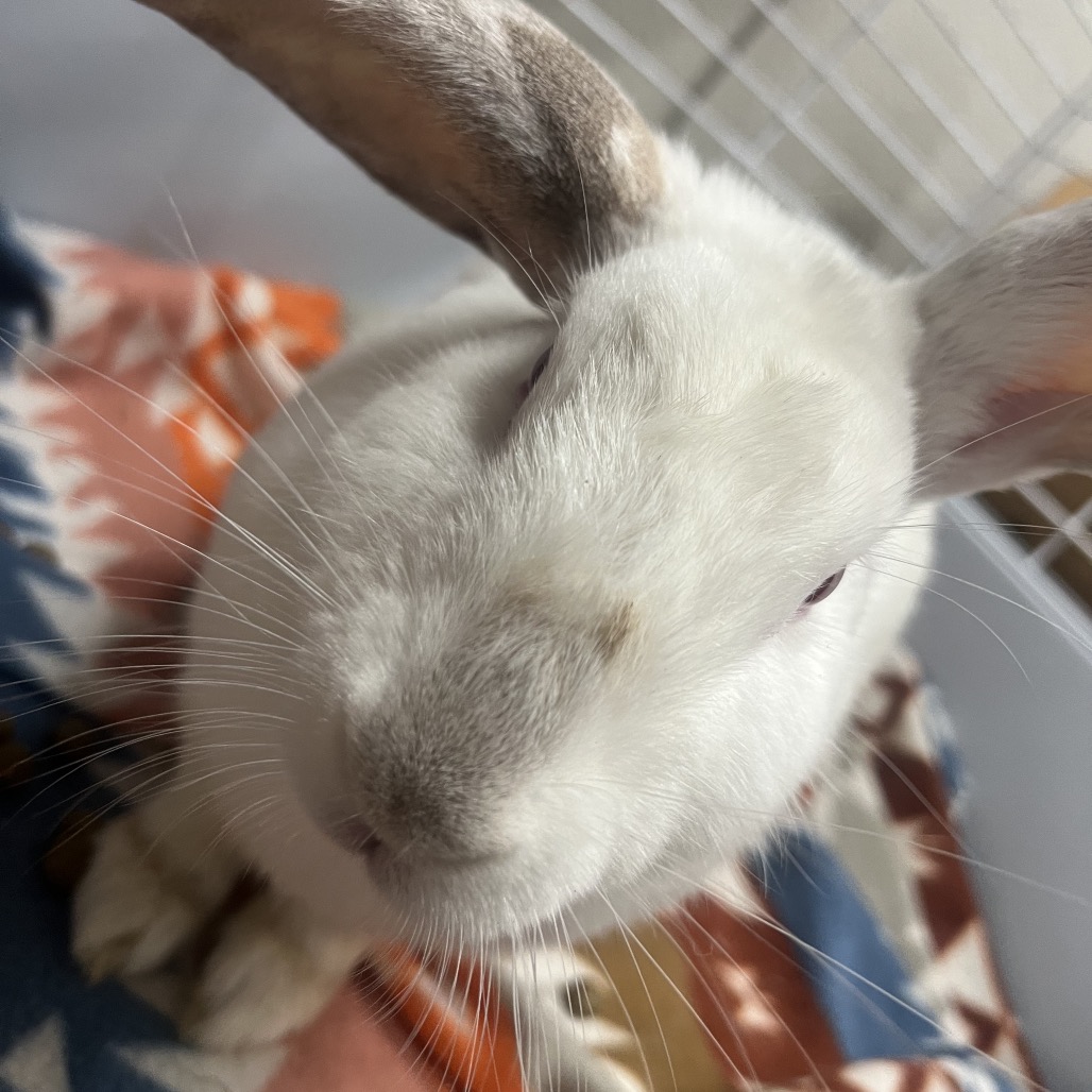 SILVER - Unknown available for adoption