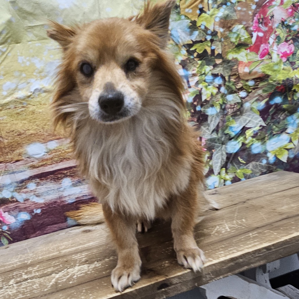 Foxy, photo 4