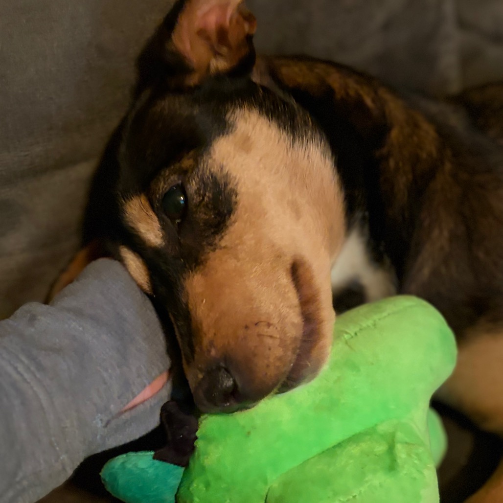 Magdalena-In Foster- $99 - See my Video! — thumbnail 9