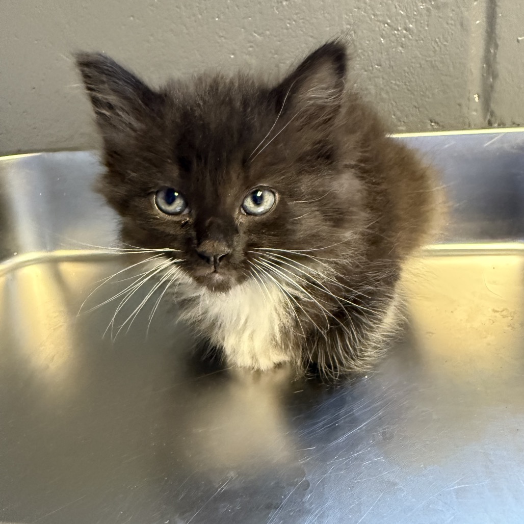 Tusc Stray 84654