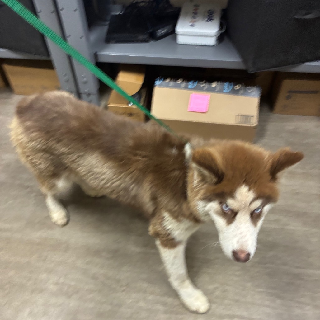 Siberian Husky