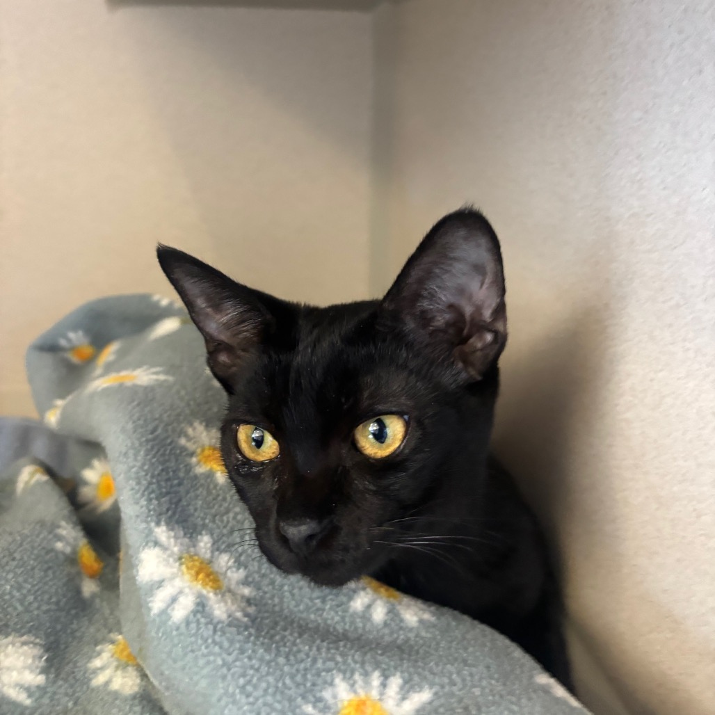 Bellatrix (purple collar) - Domestic Shorthair