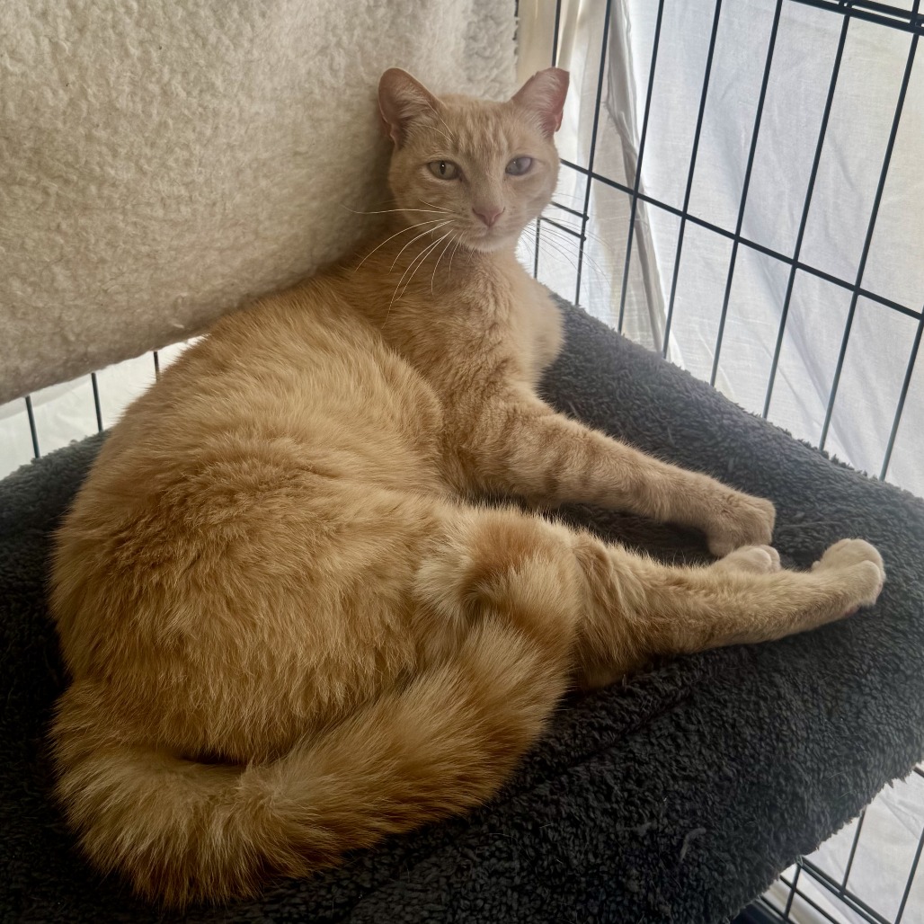 SpongeBob - Domestic Shorthair