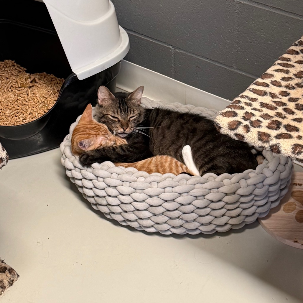 Atlas *Bonded with Dakota* - Costa Mesa Location, photo 9