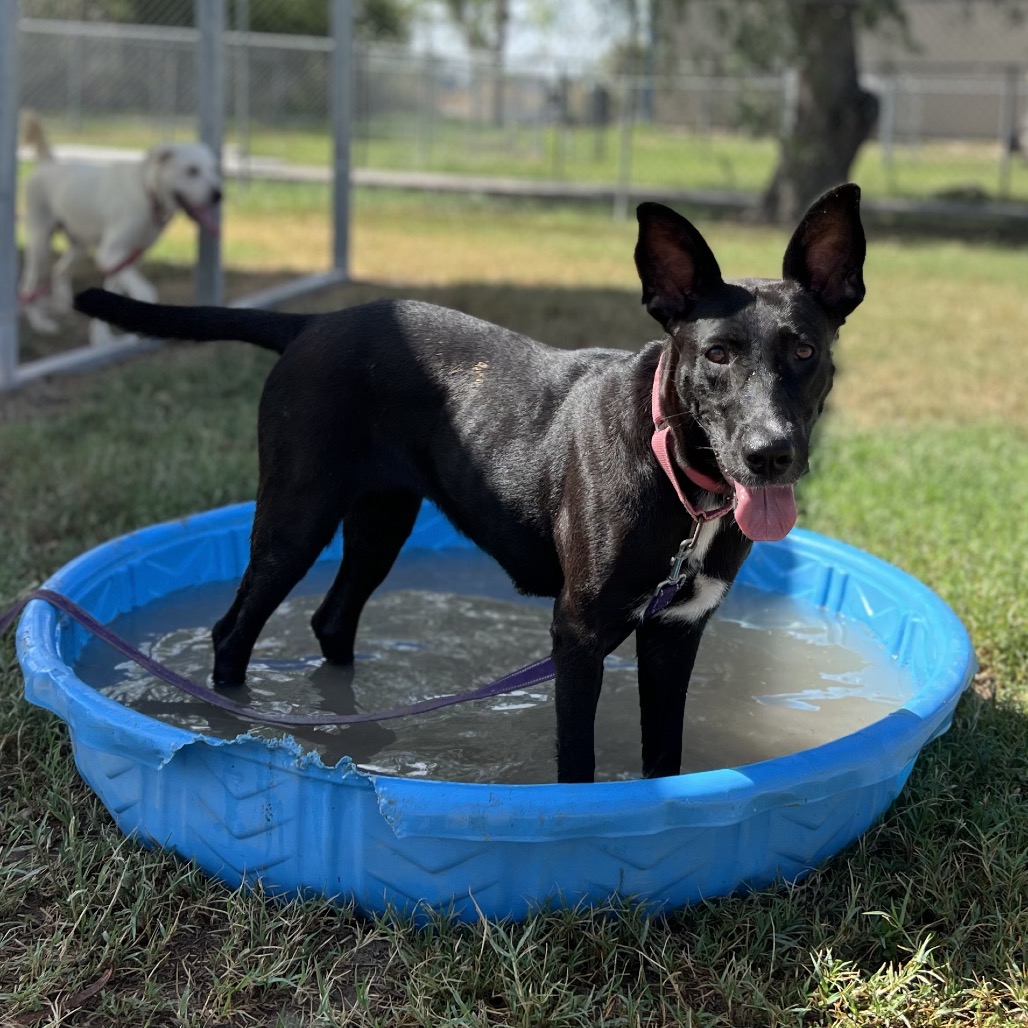 STACY (SOX) - Shepherd / Husky available for adoption