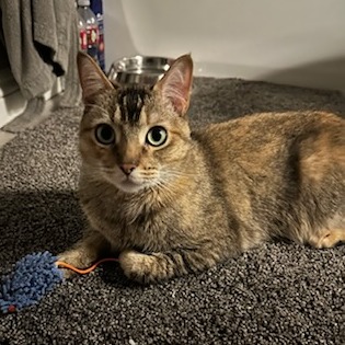 CLEO - Domestic Shorthair available for adoption