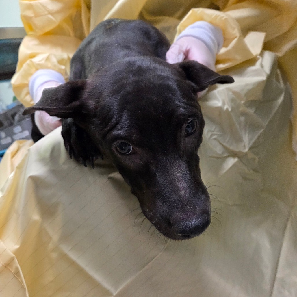 Darling — thumbnail 2