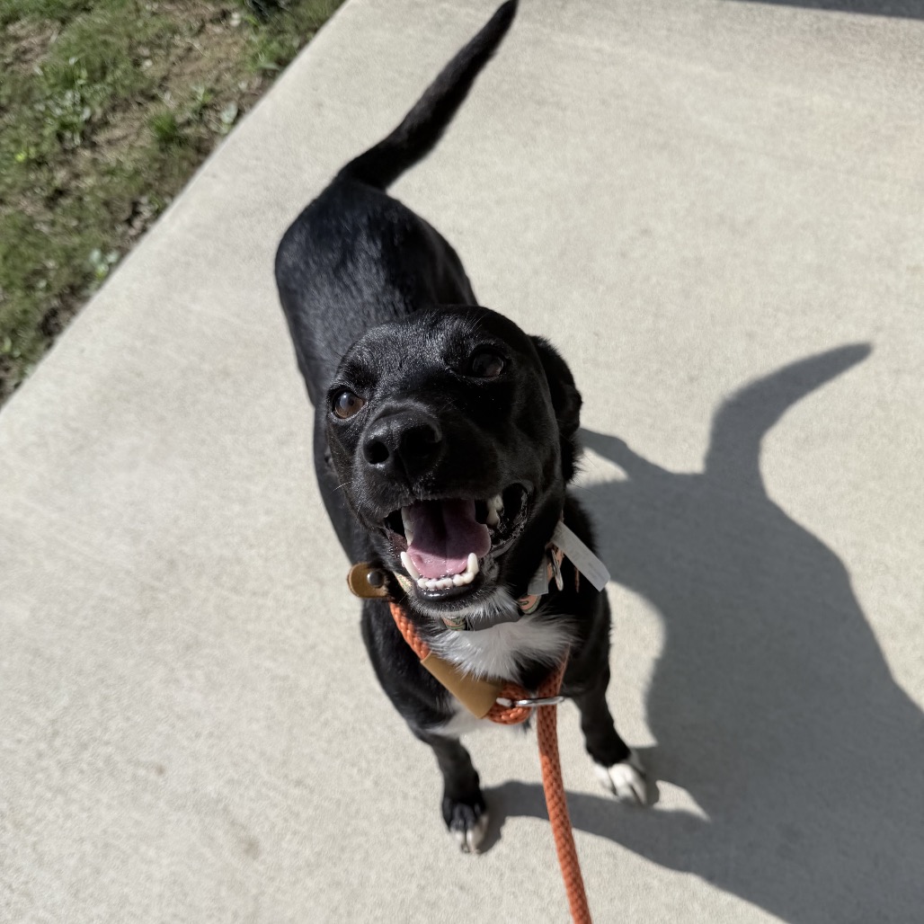 Dew