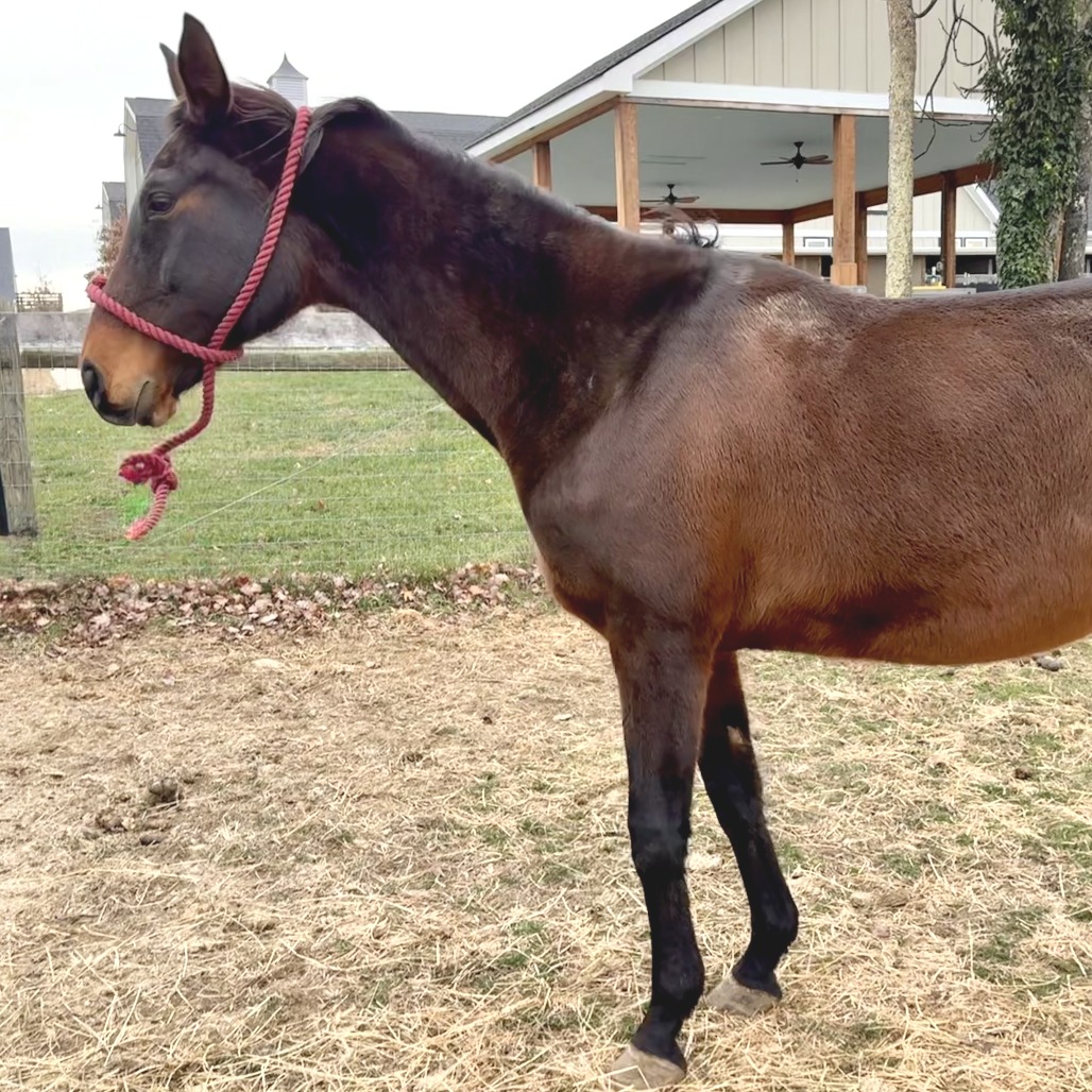 CHILI - Oldenburg available for adoption
