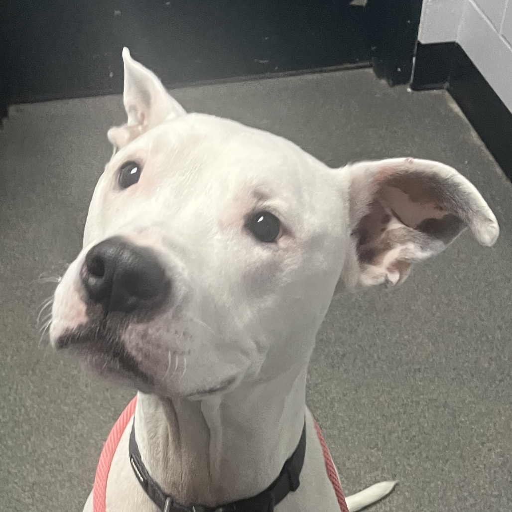 Xander - Foster — thumbnail 3