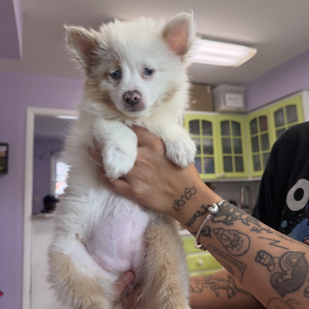 Pomeranian