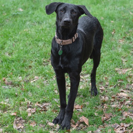 Bella, photo 2
