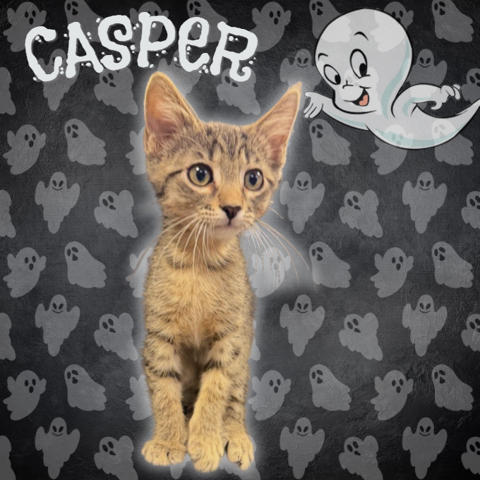 CASPER - Domestic Shorthair available for adoption