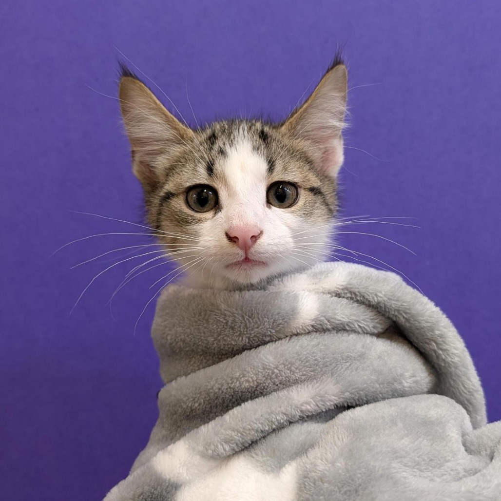 PEBBLE - Domestic Shorthair available for adoption
