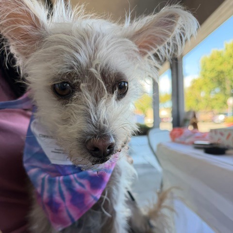 Animal named Vanilla