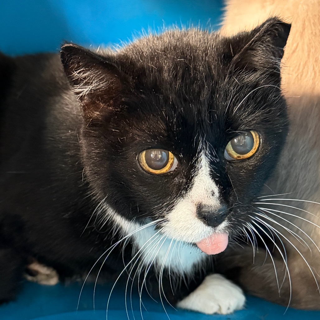 Tusc Stray 85435 2