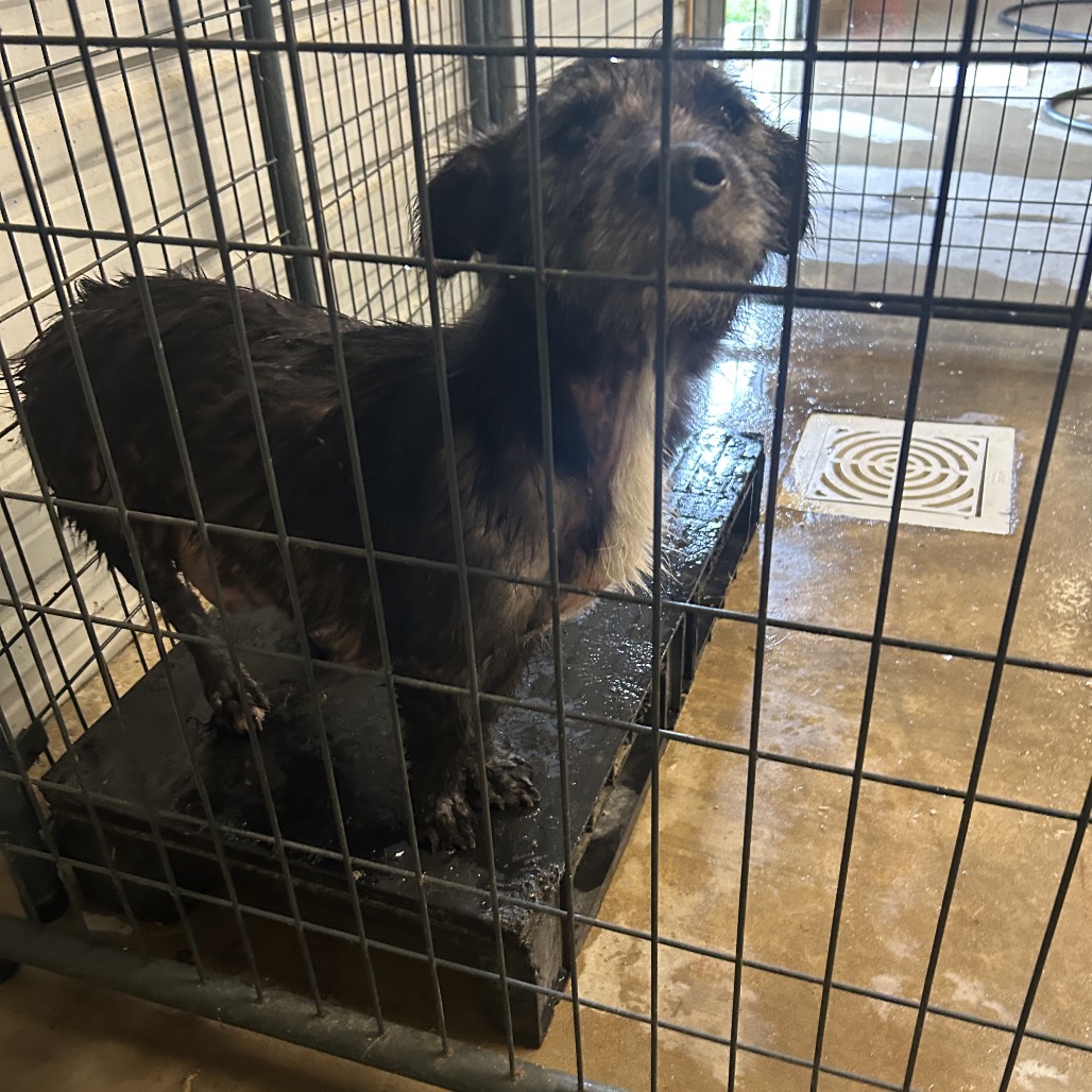STELLA - Terrier / Mix available for adoption