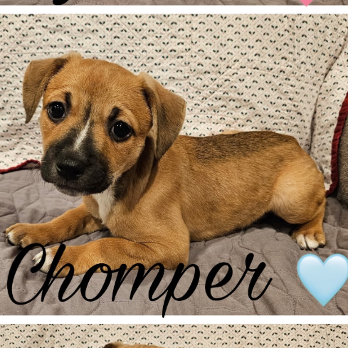 Chomper