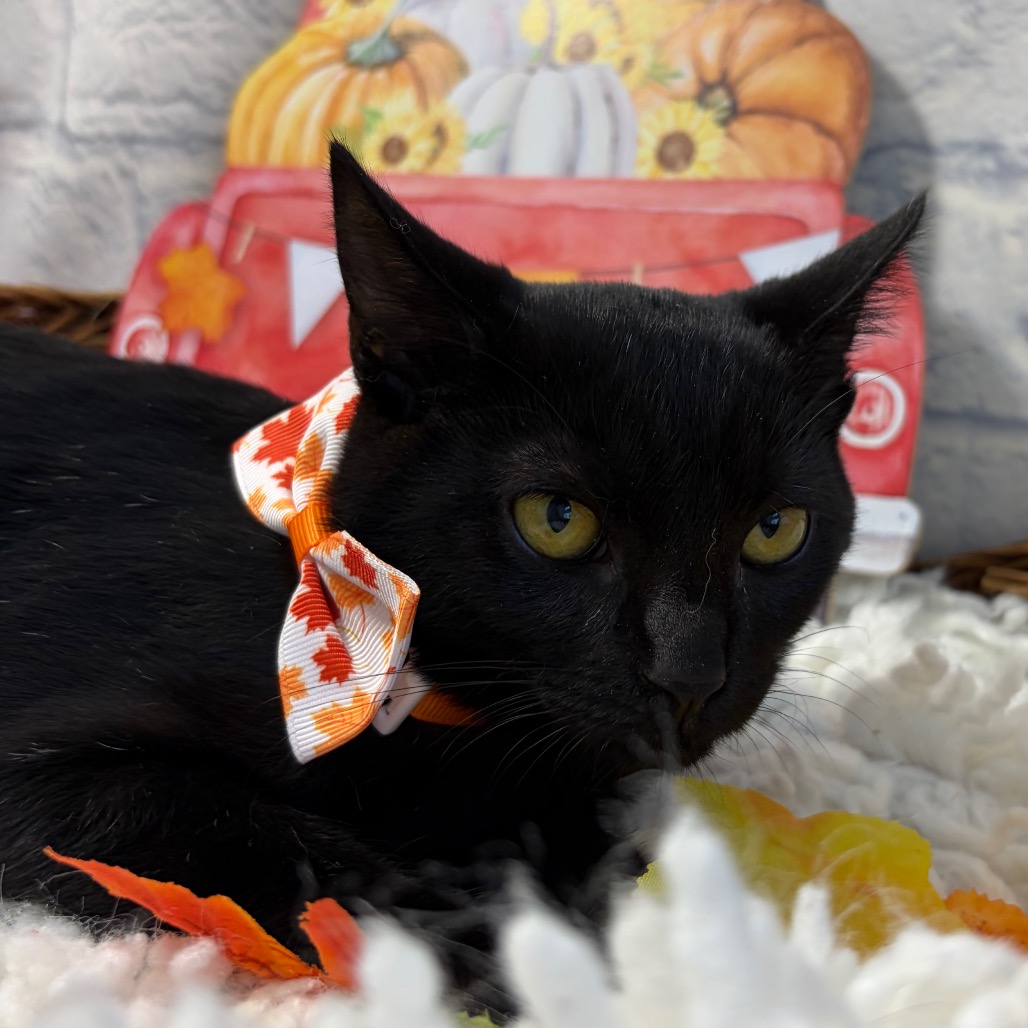 Onyx, photo 5
