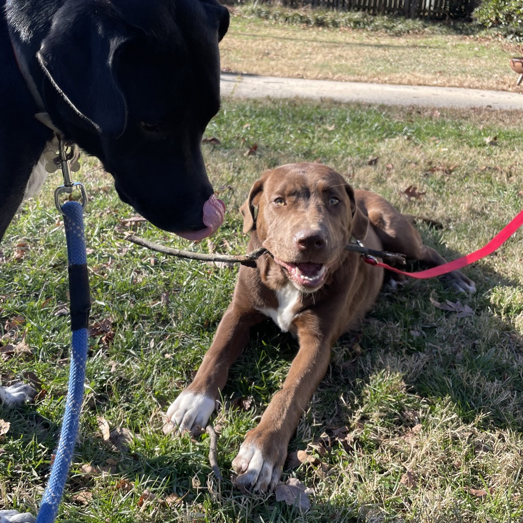 Nicholas is available for adoption at Guilford County Animal Services