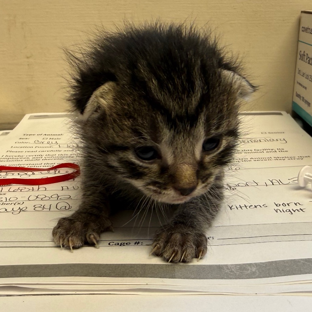 Tusc Stray 83716 2 3