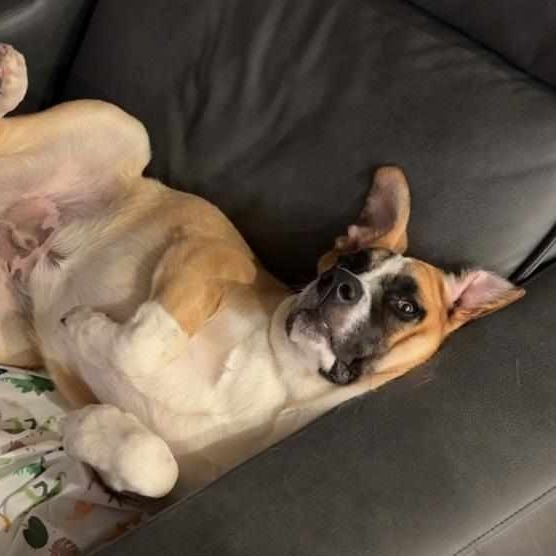 Marmaduke, photo 6