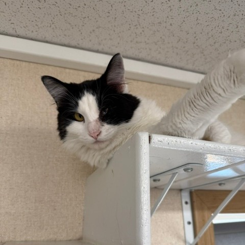 PEANUT - American Shorthair available for adoption