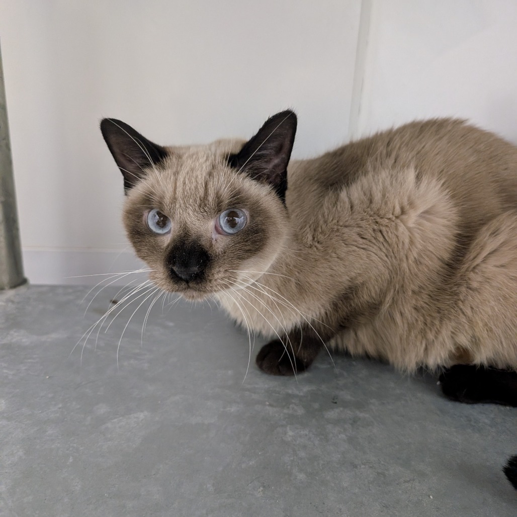 Shoko — thumbnail 2