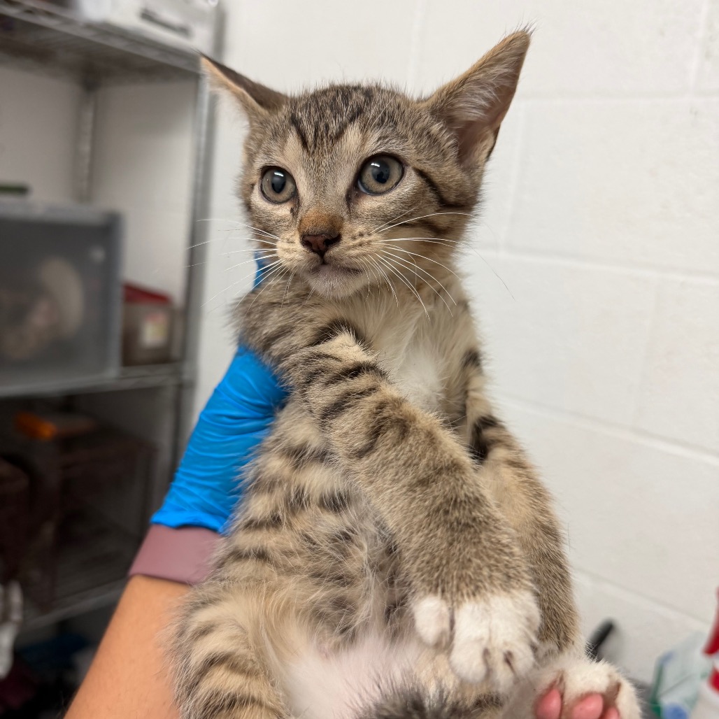 GRANOLA - Domestic Shorthair available for adoption