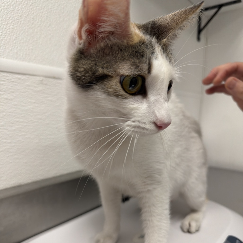 DULCE - Domestic Medium Hair available for adoption