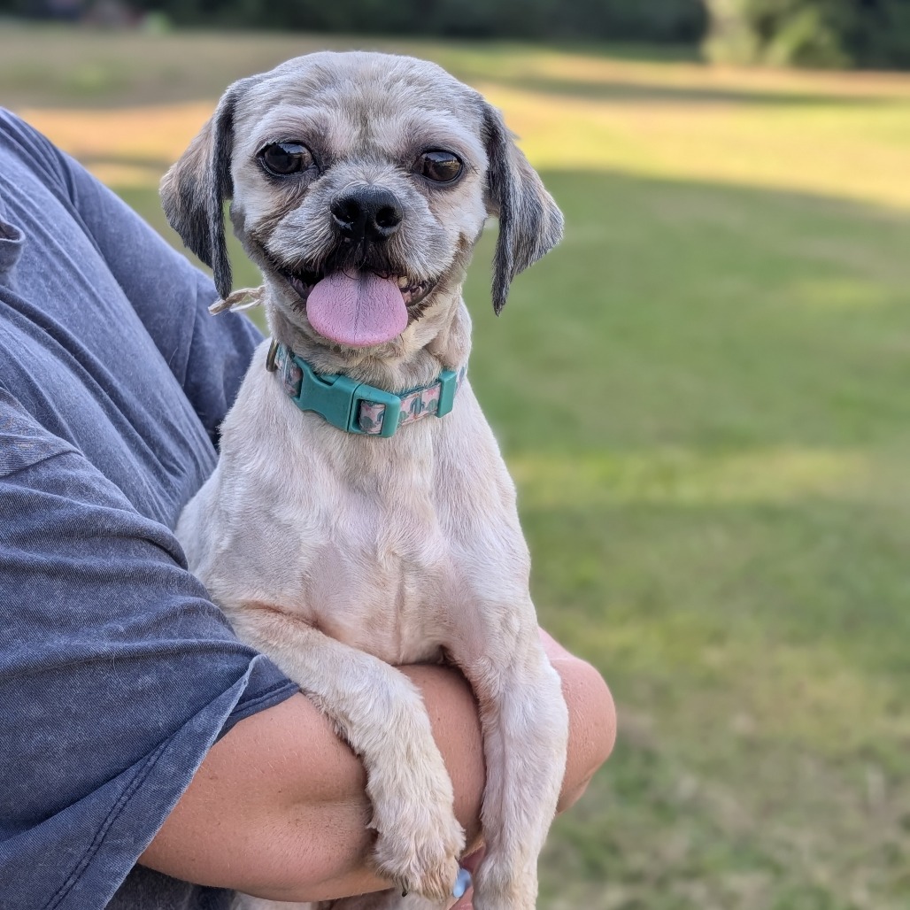Wookiee 08-1710, photo 3