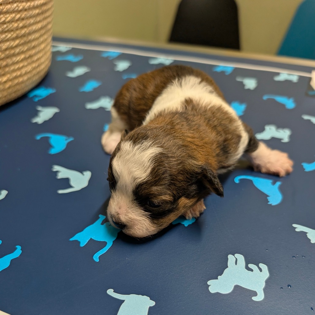 Dolly — thumbnail 2