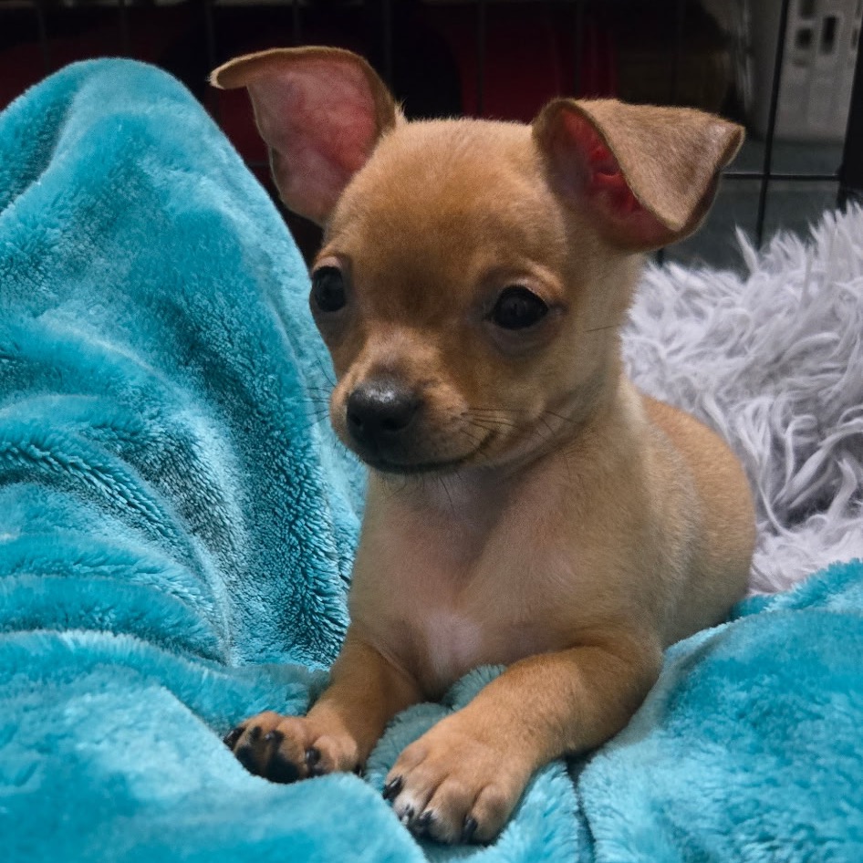 Colby, photo 5