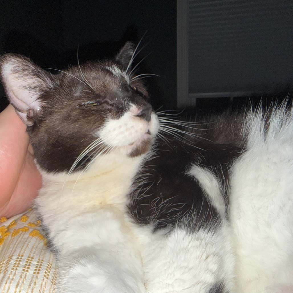 Kittle