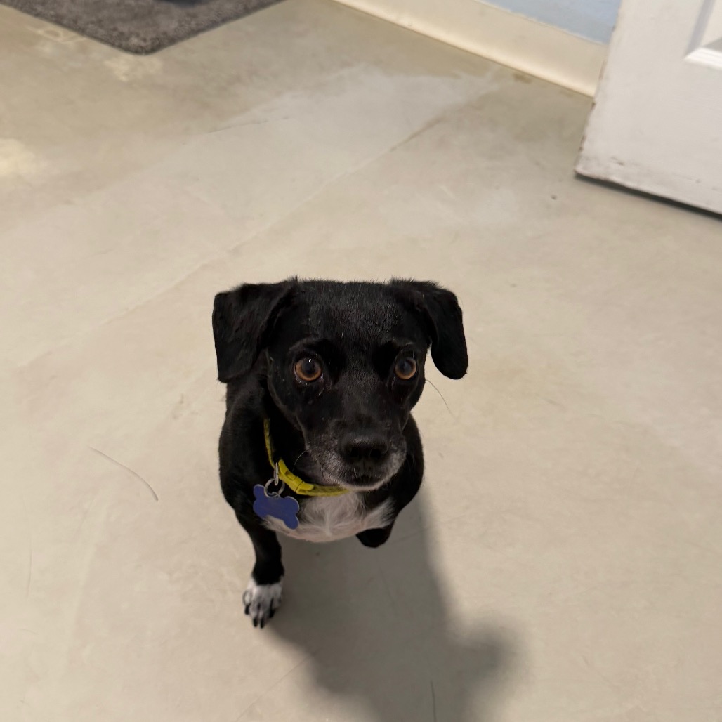 Star (bonded with Twinkle) - Costa Mesa Location, photo 21