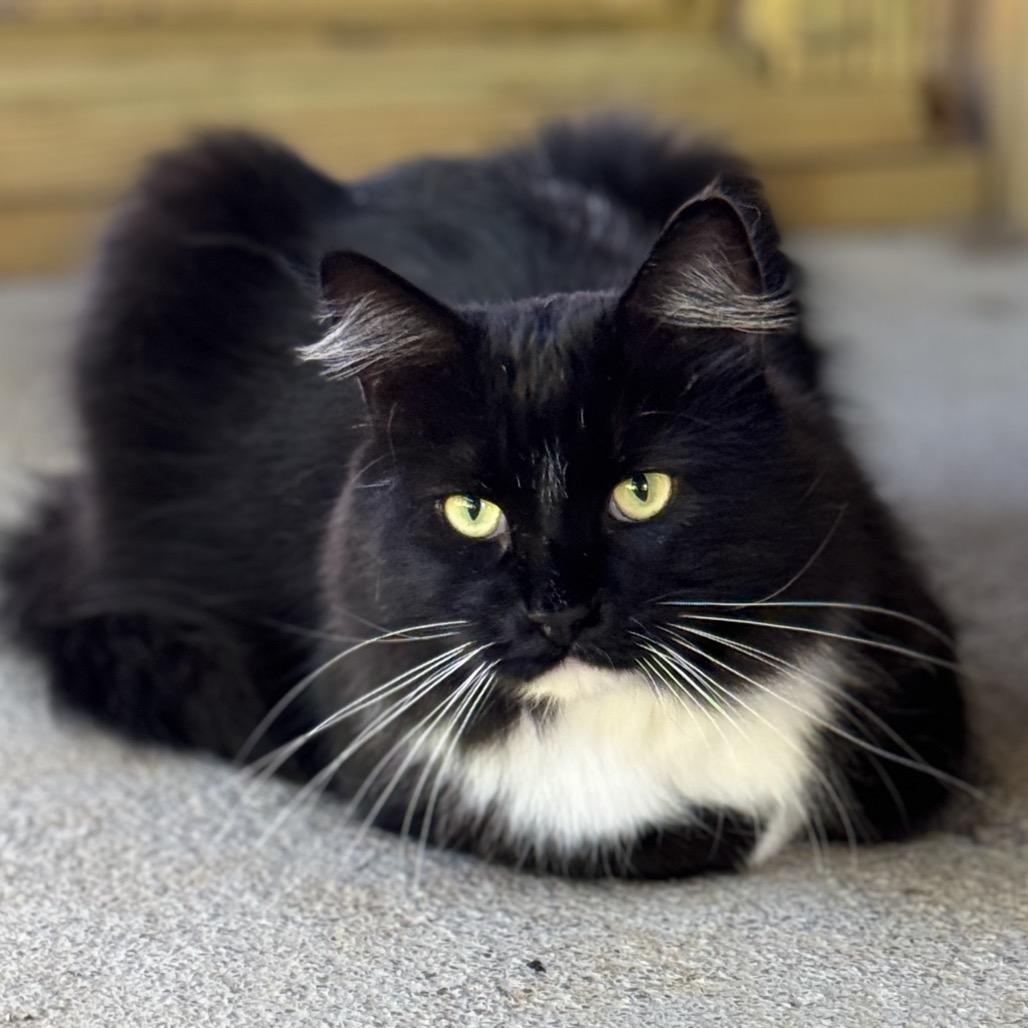 Rocky, photo 6