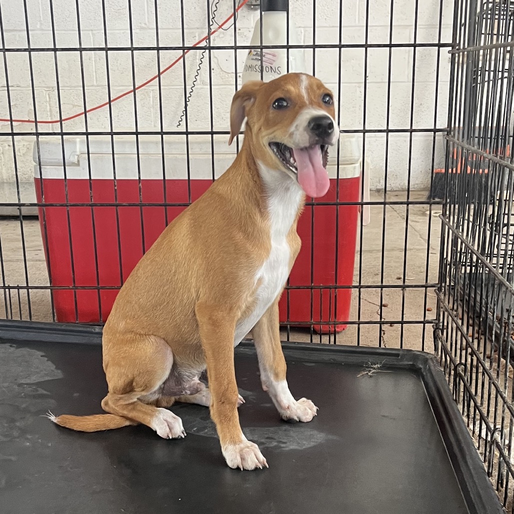 GRAPES - Shepherd available for adoption