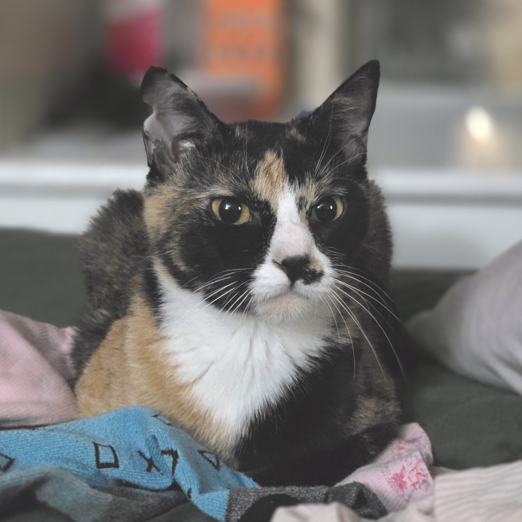 CALYPSO - Domestic Shorthair available for adoption
