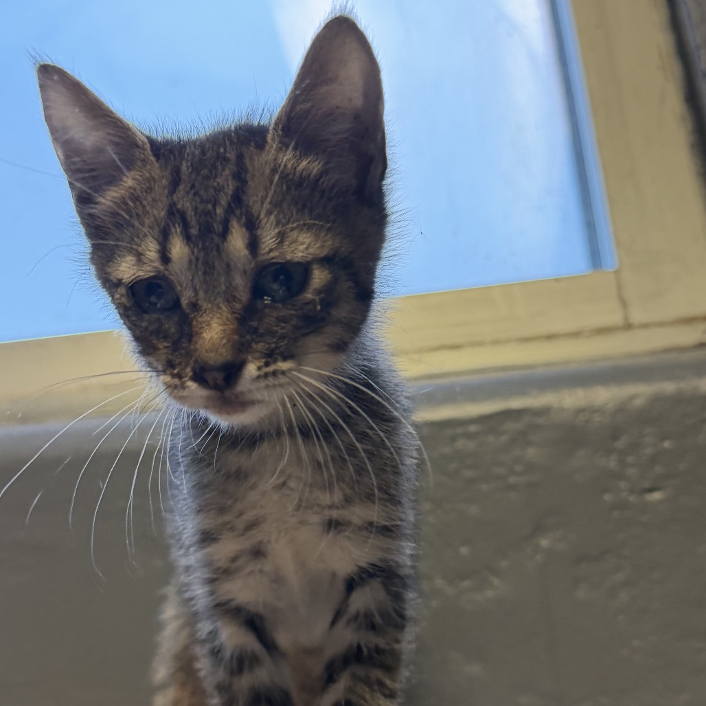 Tusc Stray 84584