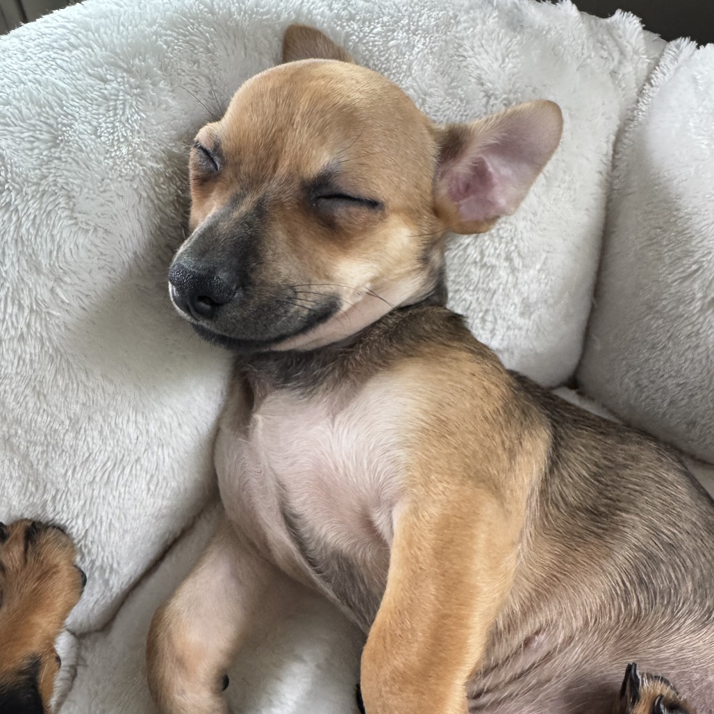 GORDITA - Chihuahua / Short Coat available for adoption