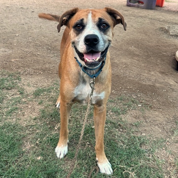 Byron, adoptable senior Boxer