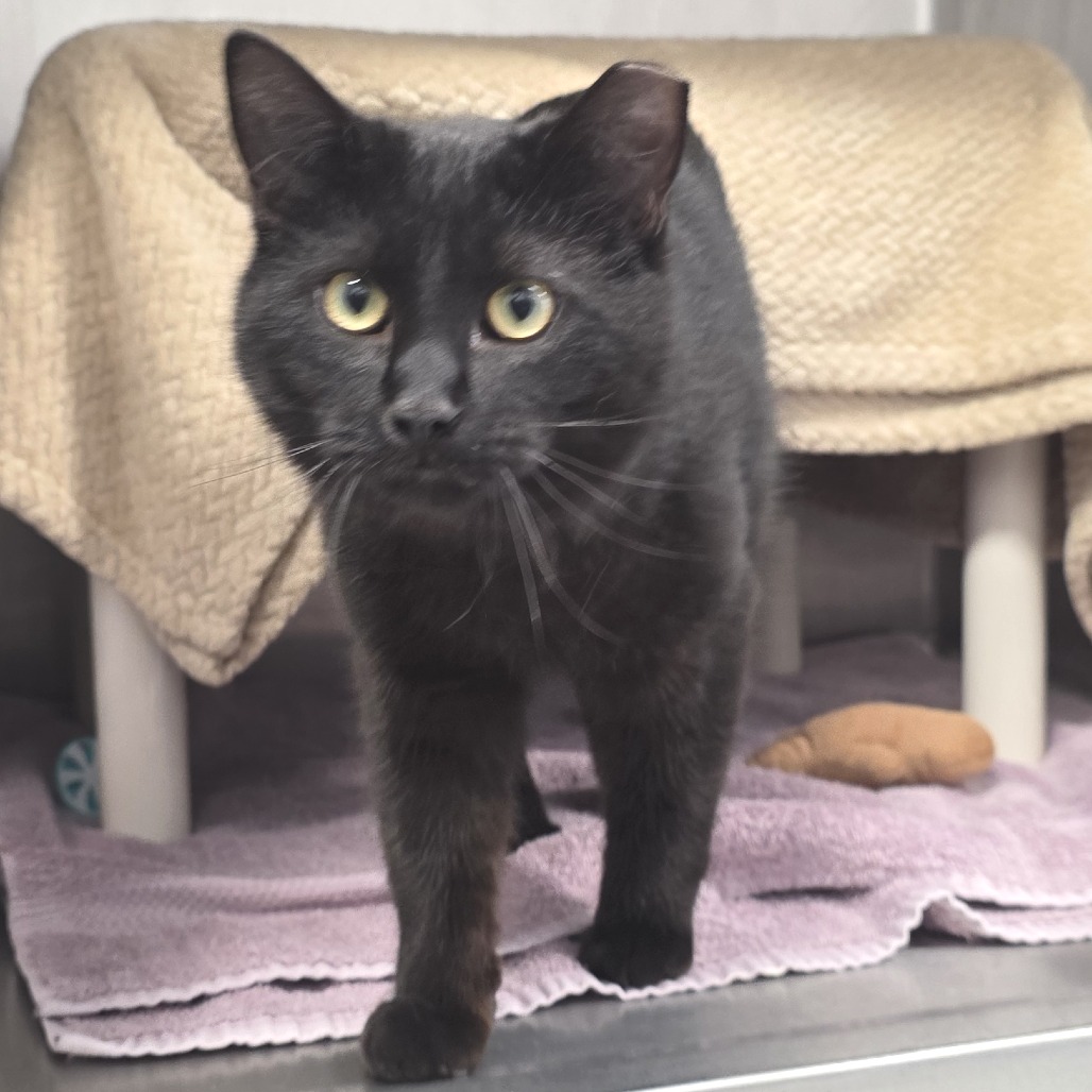 Dr Sleep