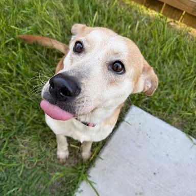 Blix, available for adoption at PVAS