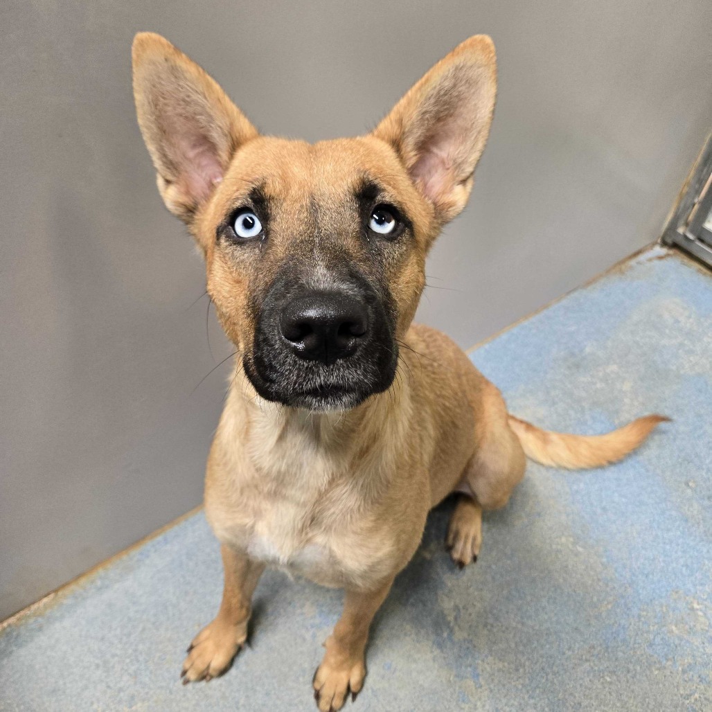 Lyra, available for adoption at PVAS
