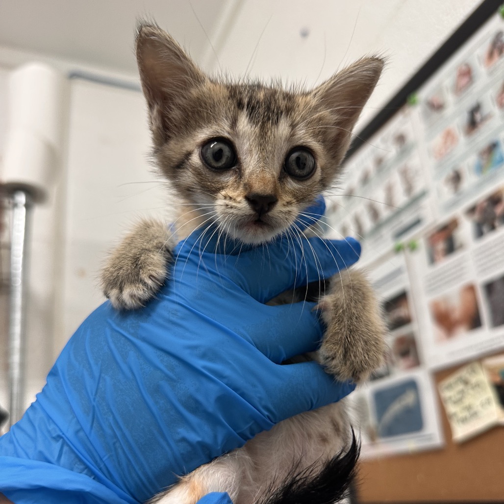 JUANITA (MARTINA) - Domestic Shorthair available for adoption
