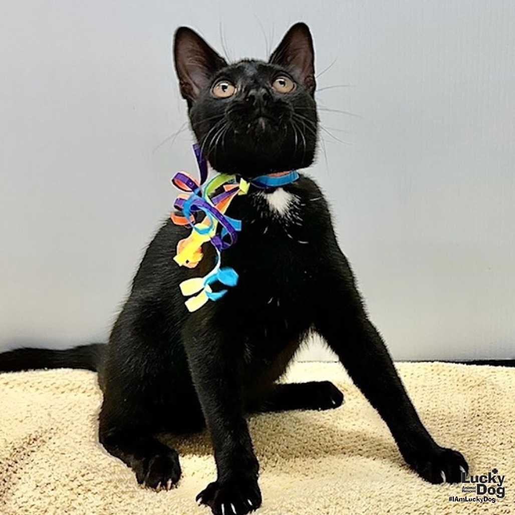 WILBUR - Domestic Shorthair available for adoption
