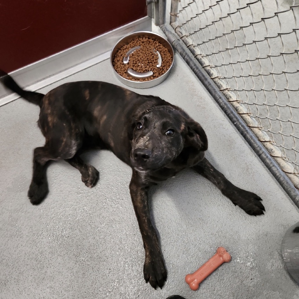 Ego, a Hound, Plott / Mountain Cur